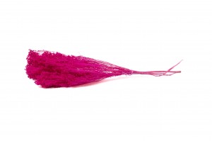dried-broom-bloom-20.