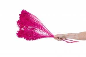 dried-broom-bloom-20.