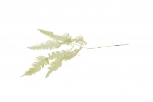 preserved-mountain-fern-30.