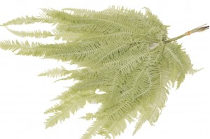 preserved-mountain-fern-30.