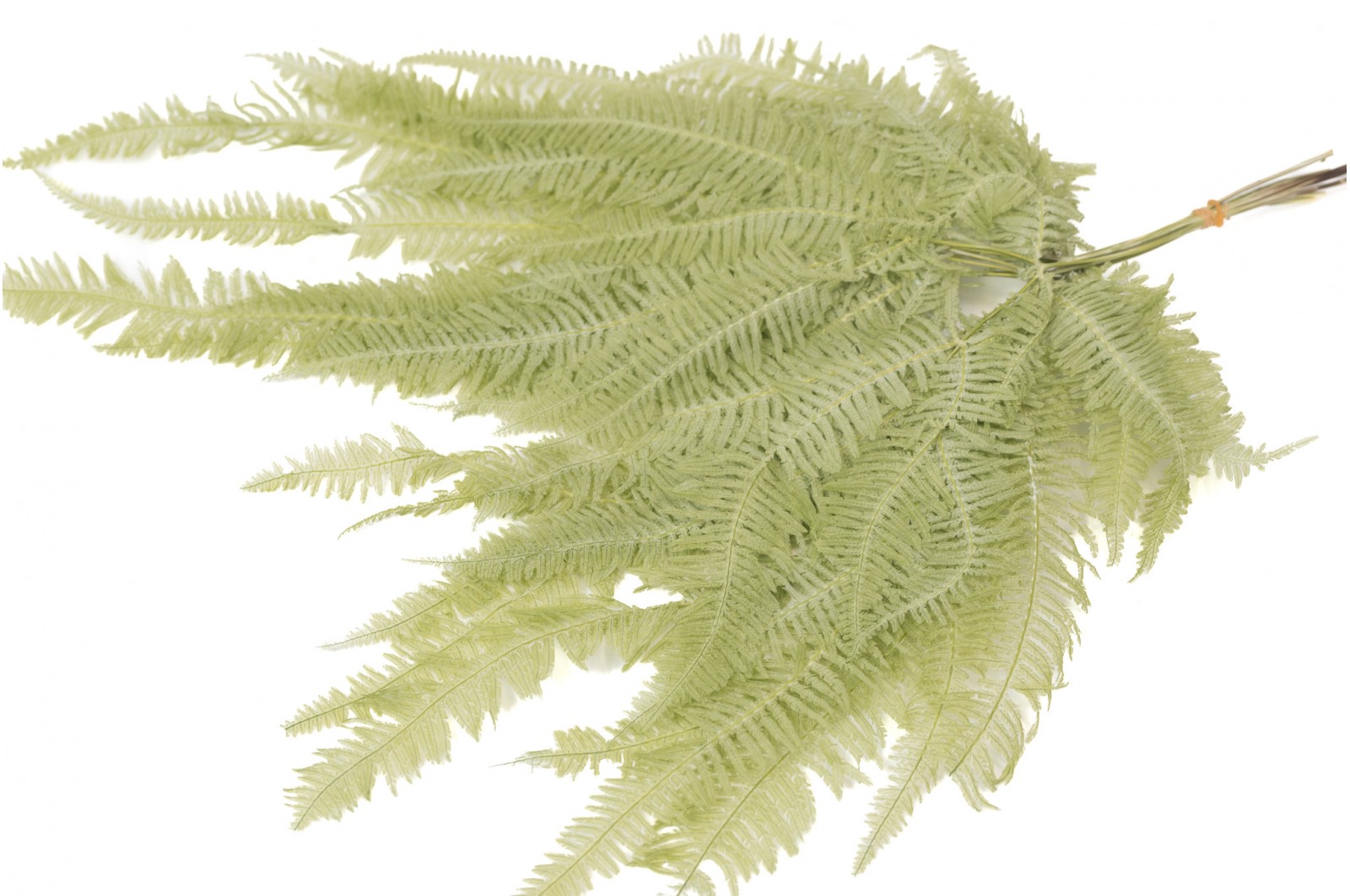 Preserved Mountain fern (30) preserved-mountain-fern-30