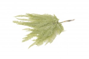 preserved-mountain-fern-30.