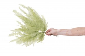 preserved-mountain-fern-30.