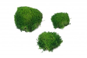 mousse-boule-de-lichen-stabilisee-26.