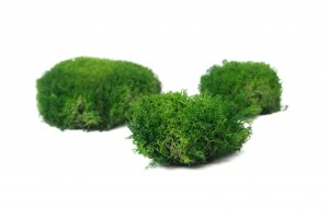 mousse-boule-de-lichen-stabilisee-26