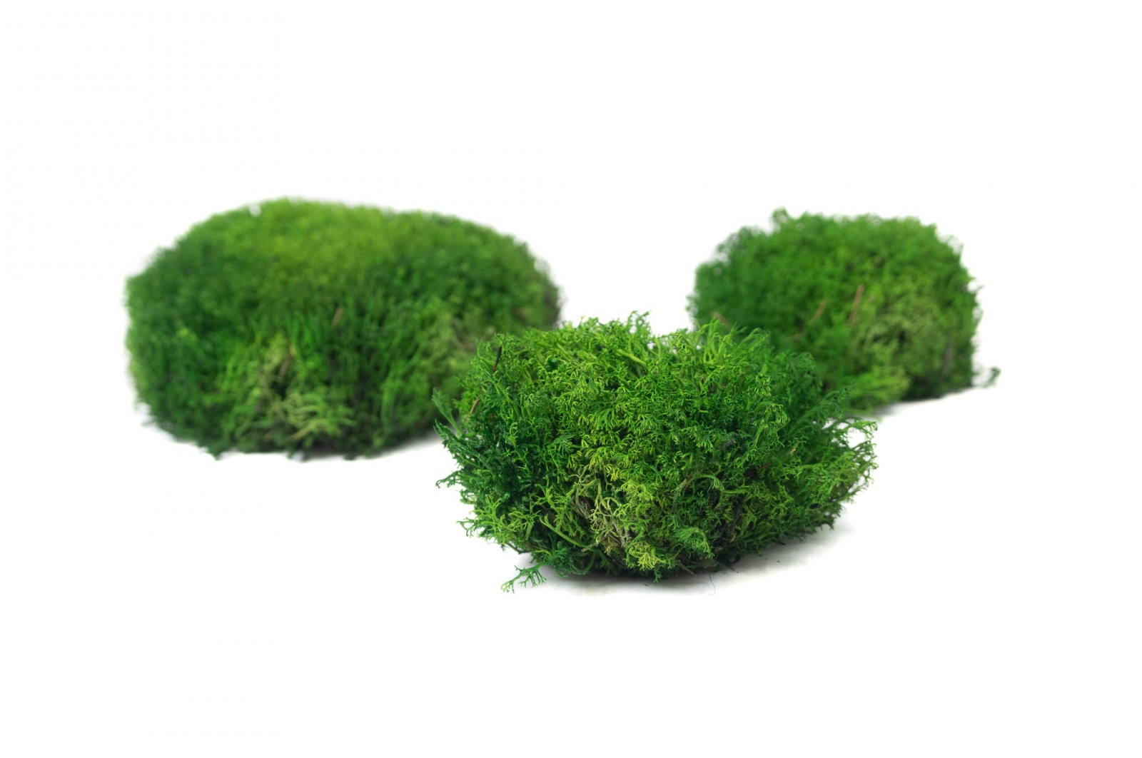 Preserved lichen ball moss (26) preserved-lichen-ball-moss-26