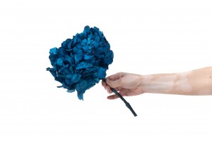 preserved-hydrangea-14.
