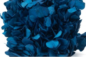 preserved-hydrangea-14.