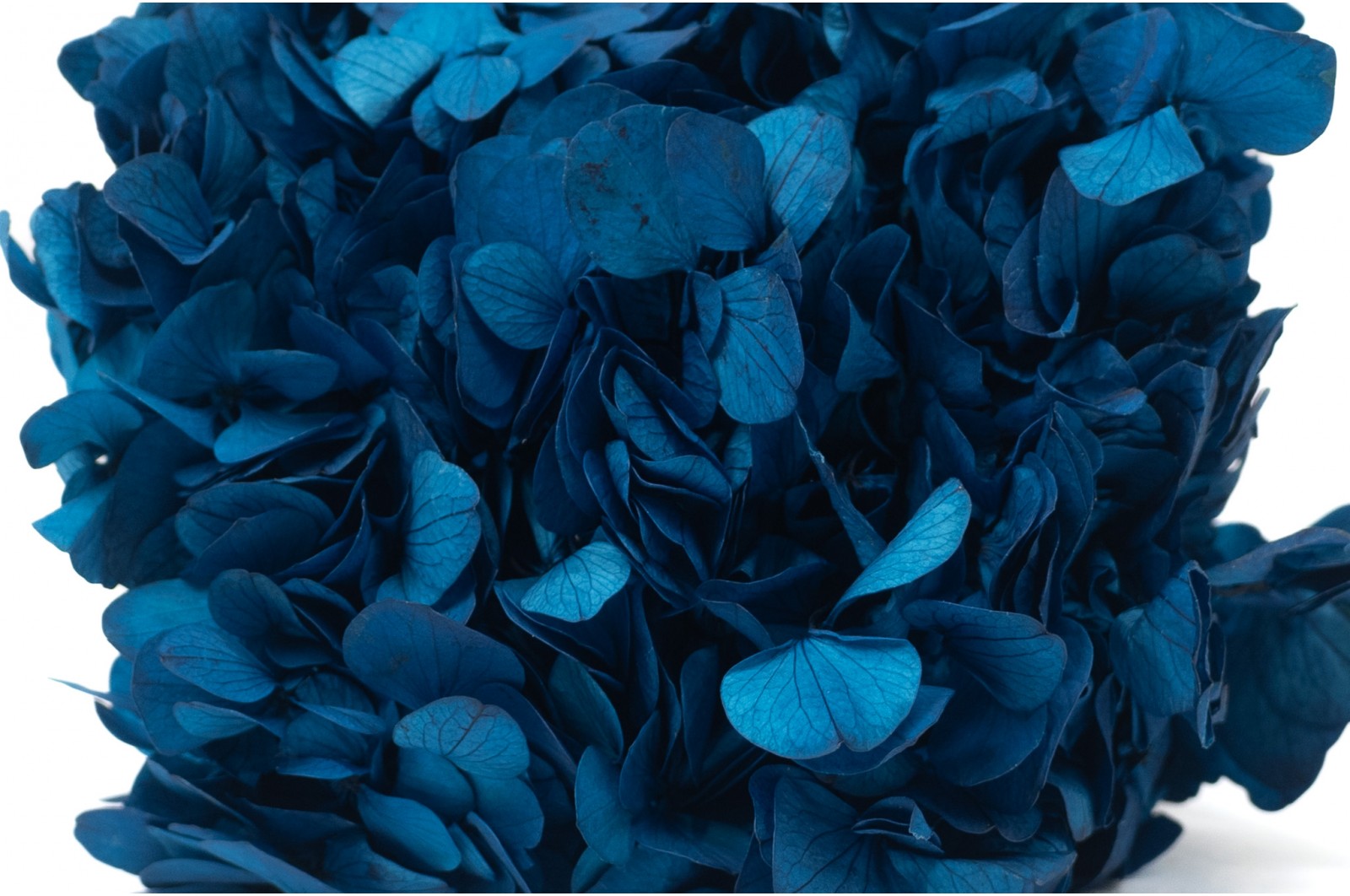 Preserved hydrangea (14) preserved-hydrangea-14