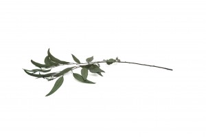stabilisierte-eukalyptus-willow-39.