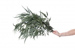 stabilisierte-eukalyptus-willow-39.