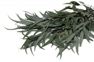 preserved-eucalyptus-willow-39