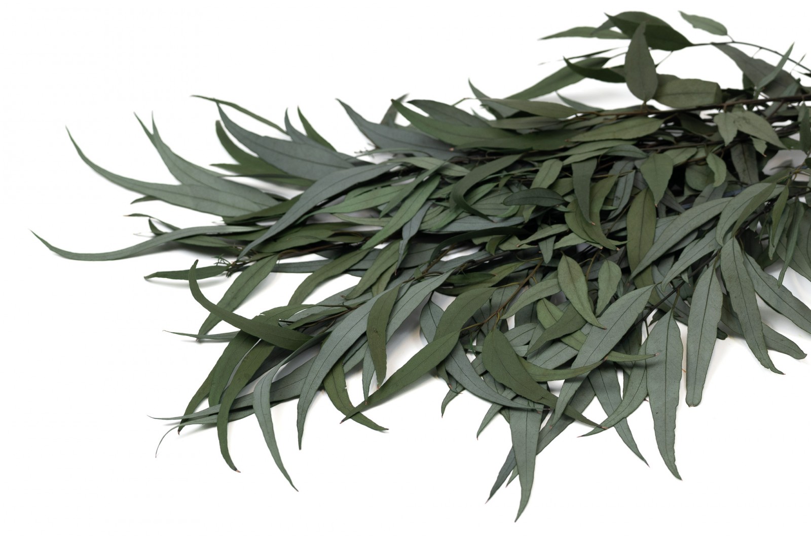 Eucalyptus willow stabilisé (39) eucalyptus-willow-stabilise-39