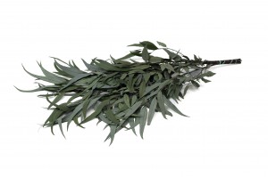 stabilisierte-eukalyptus-willow-39.