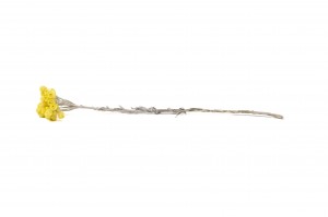 immortelle-sechee-39.