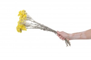 immortelle-sechee-39.