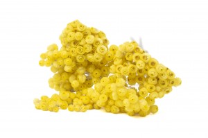 immortelle-sechee-39