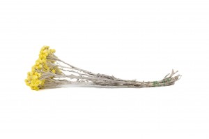 dried-immortal-39.
