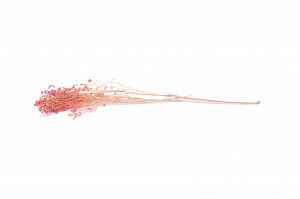 dried-broom-bloom-18.