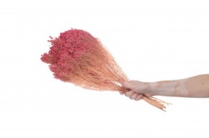 dried-broom-bloom-18.