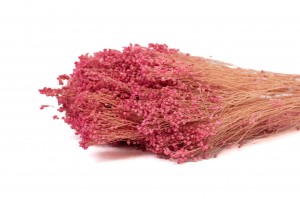 dried-broom-bloom-18.