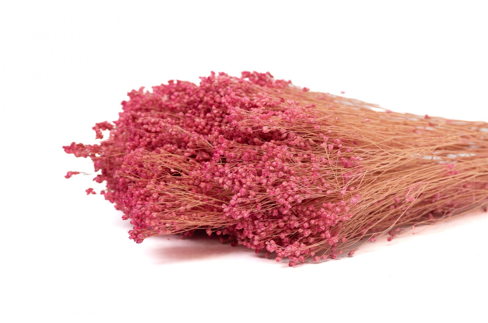 Broom bloom sec (18) broom-bloom-sec-18