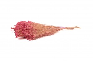 dried-broom-bloom-18.
