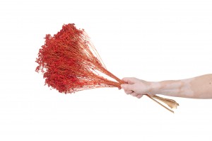dried-broom-bloom-18.