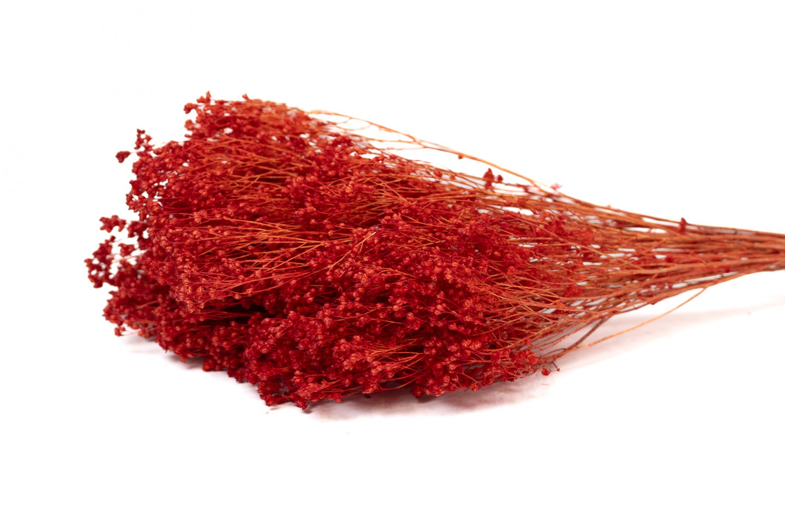 Dried Broom bloom (18) dried-broom-bloom-18