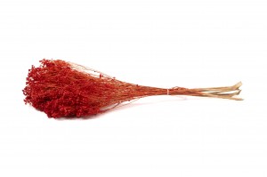 dried-broom-bloom-18.