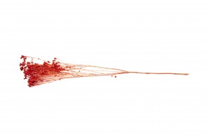 dried-broom-bloom-18.