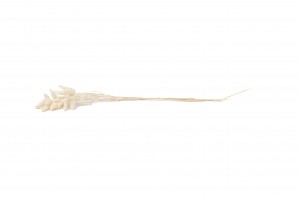 dried-briza-maxima-39.
