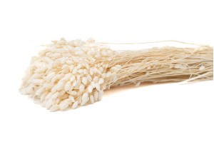 dried-briza-maxima-39