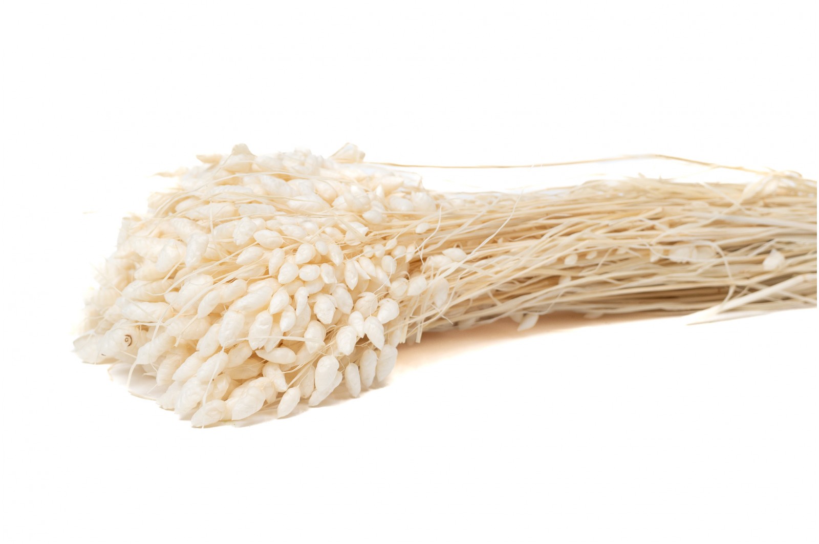 Dried briza maxima (39) dried-briza-maxima-39