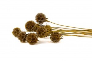 preserved-scabiosa-14.
