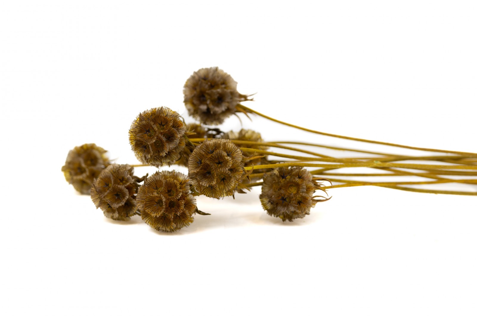 Preserved scabiosa (14) preserved-scabiosa-14