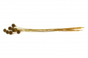 stabilisierte-scabiose-14.