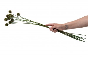 preserved-scabiosa-14.