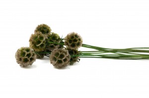 preserved-scabiosa-14