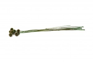 preserved-scabiosa-14.