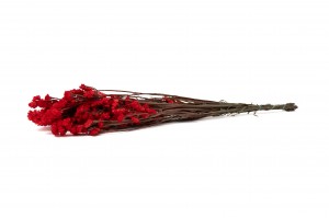 preserved-statice-6.