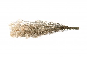 gypsophile-stabilise-6.