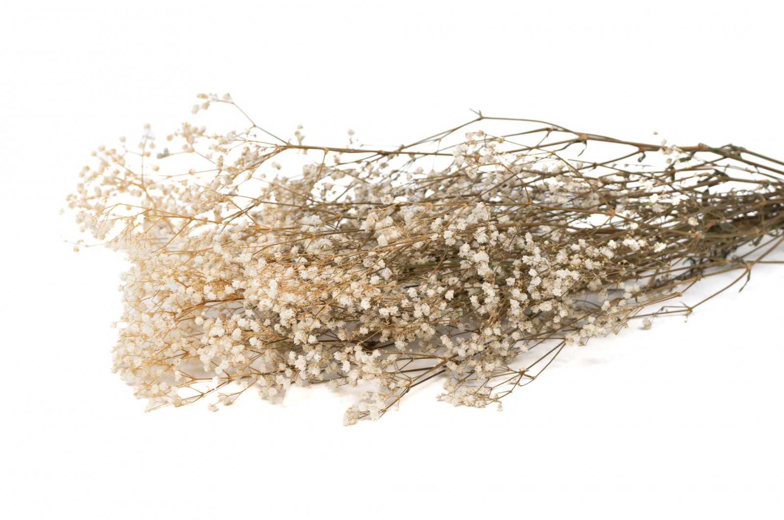 Gypsophile stabilisé (6) gypsophile-stabilise-6