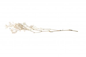 gypsophile-stabilise-6.