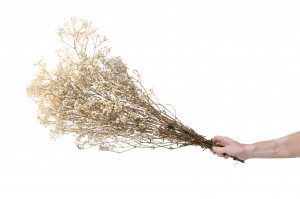 gypsophile-stabilise-6.