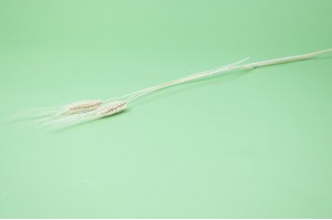 dried-bearded-wheat-11.