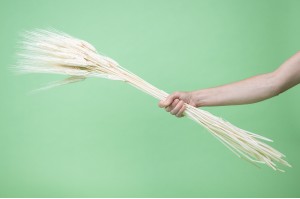 dried-bearded-wheat-11.