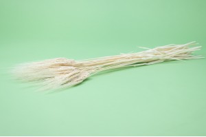 dried-bearded-wheat-11.