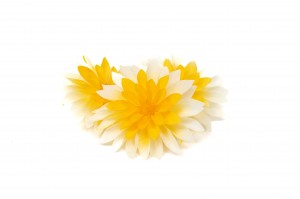 stabilisierte-dahlia-09.