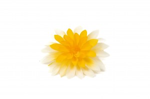 preserved-dahlia-09.